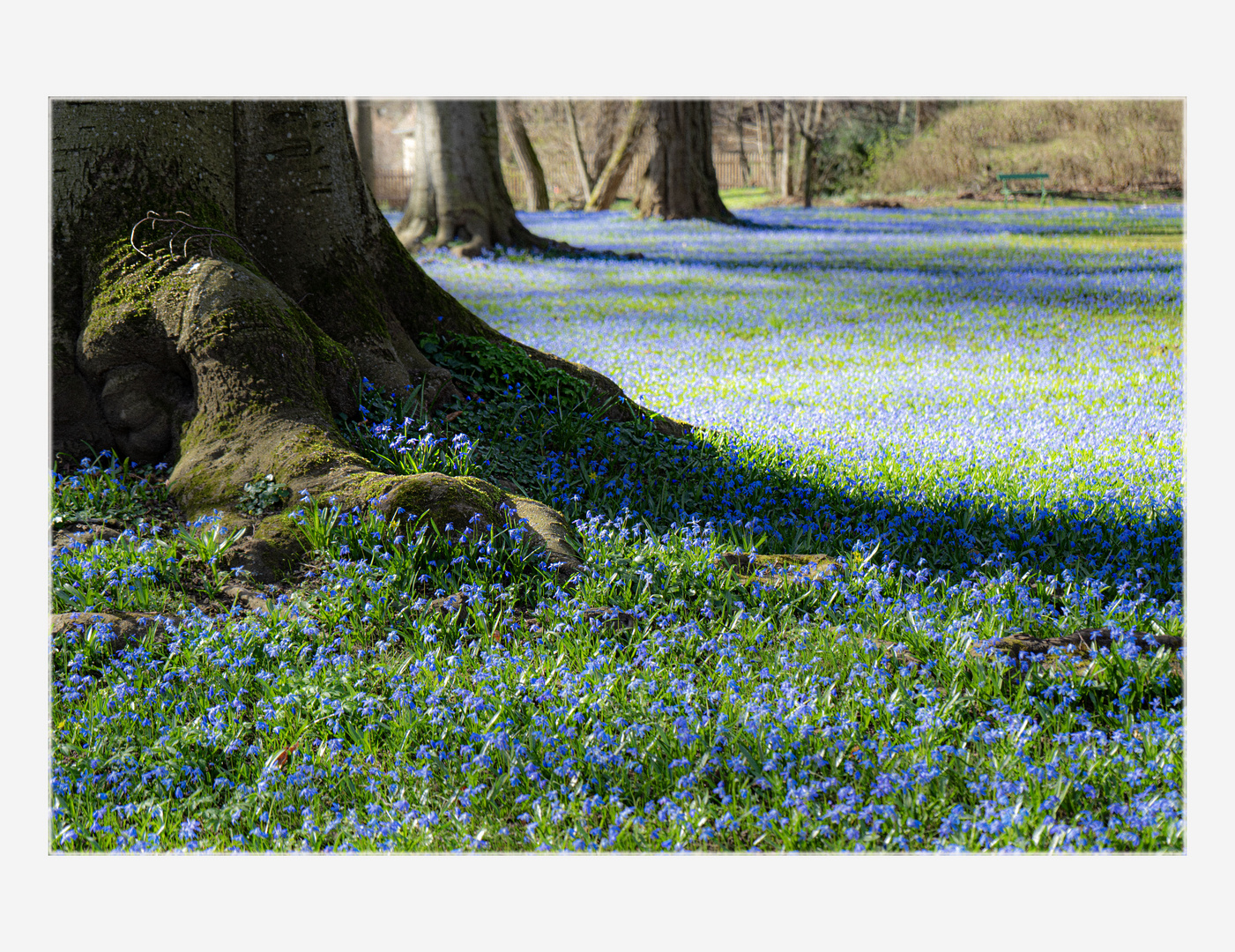  Scilla-Wiese im Schlosspark von Ellingen