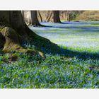  Scilla-Wiese im Schlosspark von Ellingen