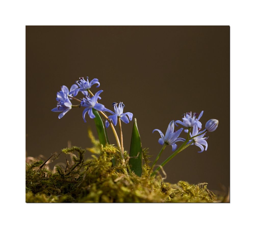 Scilla (wildwachsend)