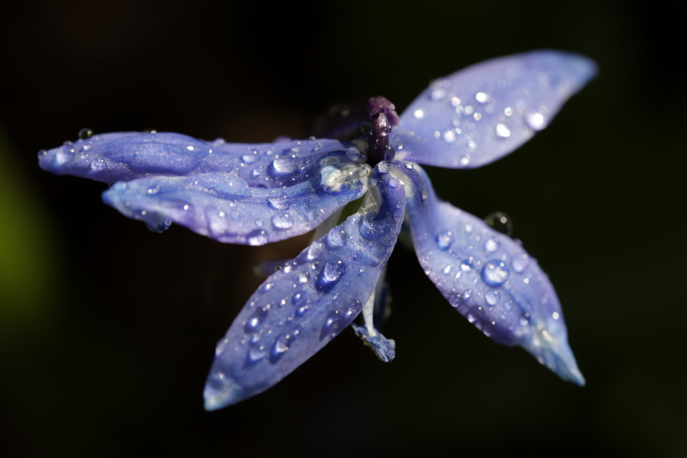 Scilla with waterdrops