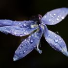 Scilla with waterdrops