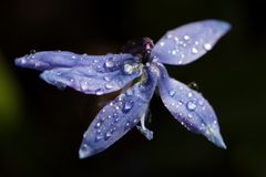 Scilla with waterdrops