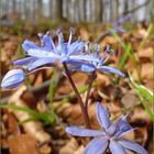 Scillablüte auf dem Arzberg