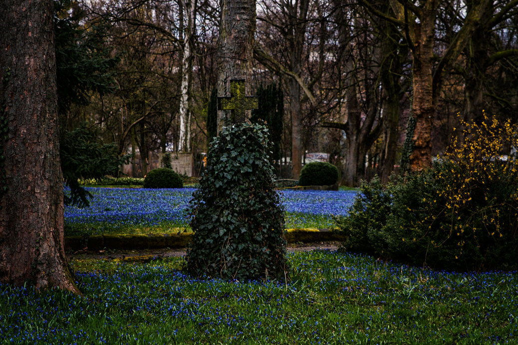 Scillablüte auf dem Lindener Berg