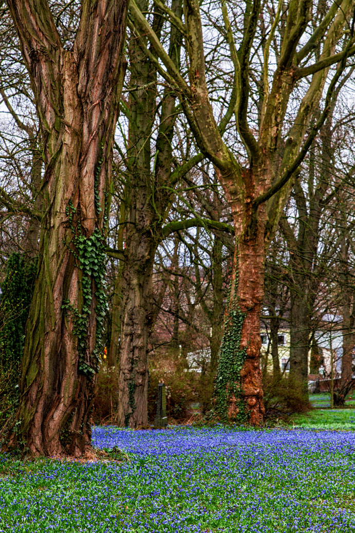 Scillablüte auf dem Lindener Berg 2