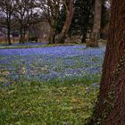 Scillablüte auf dem Lindener Berg 3