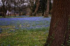 Scillablüte auf dem Lindener Berg 3