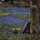 Scillablüte auf dem Lindener Berg 4