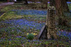 Scillablüte auf dem Lindener Berg 4