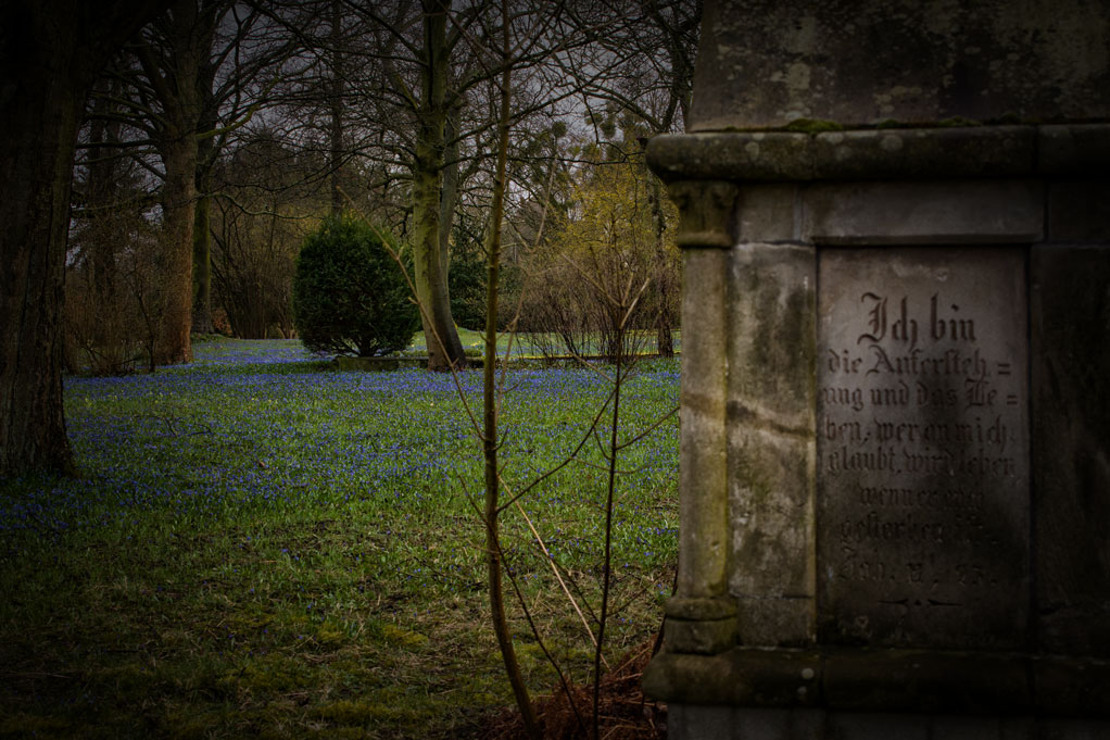 Scillablüte auf dem Lindener Berg 6