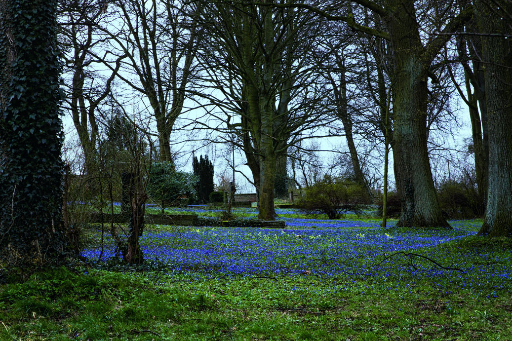 Scillablüte auf dem Lindener Berg