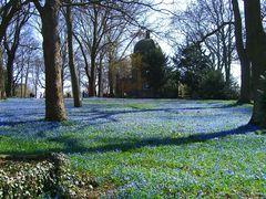 Scillablüte auf dem Lindener Berg