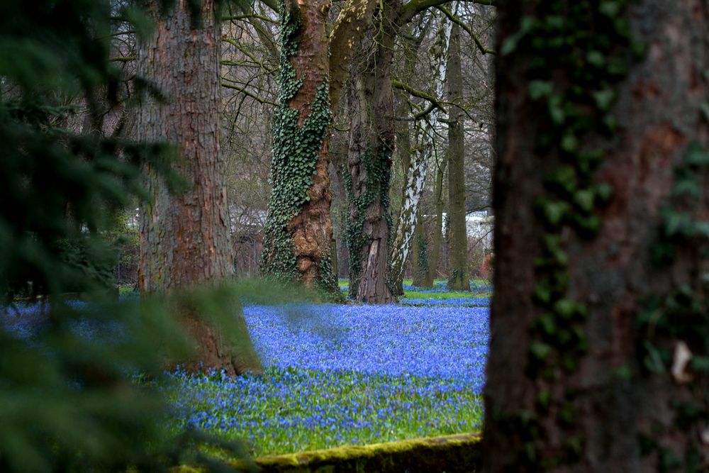 Scillablüte auf dem Lindener Berg in Hannover