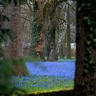 Scillablüte auf dem Lindener Berg in Hannover