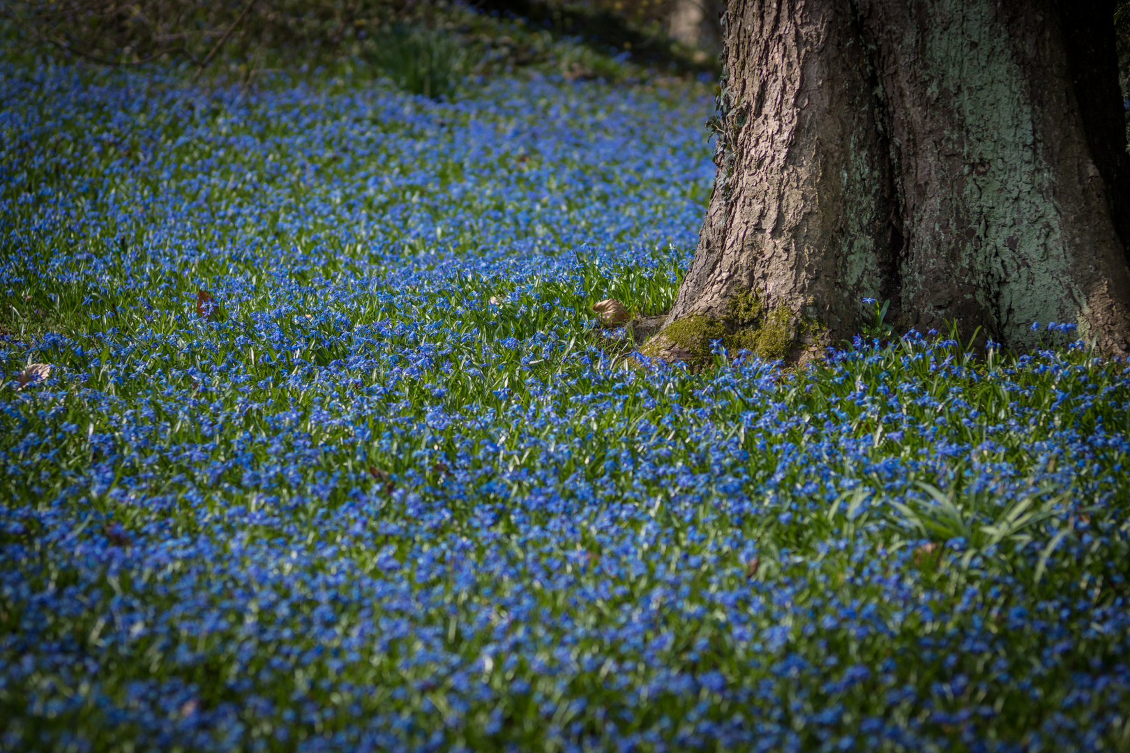 Scillablüte auf dem Lindener Berg IV - Hannover