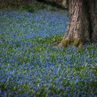 Scillablüte auf dem Lindener Berg IV - Hannover