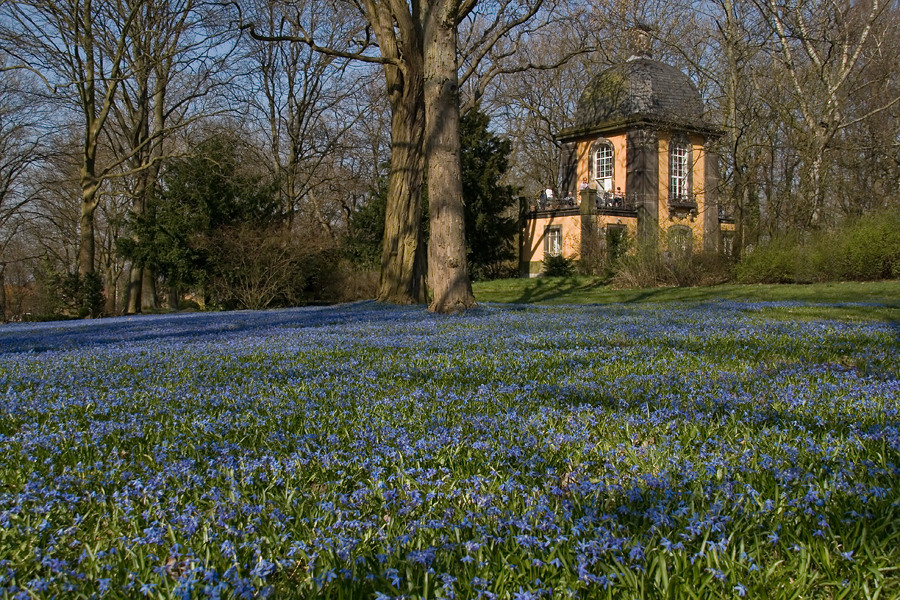 Scillablüte auf dem Lindener Bergfriedhof