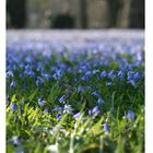 Scillablüte auf dem Lindener Bergfriedhof