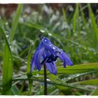 Scillablüte mit Tropfen