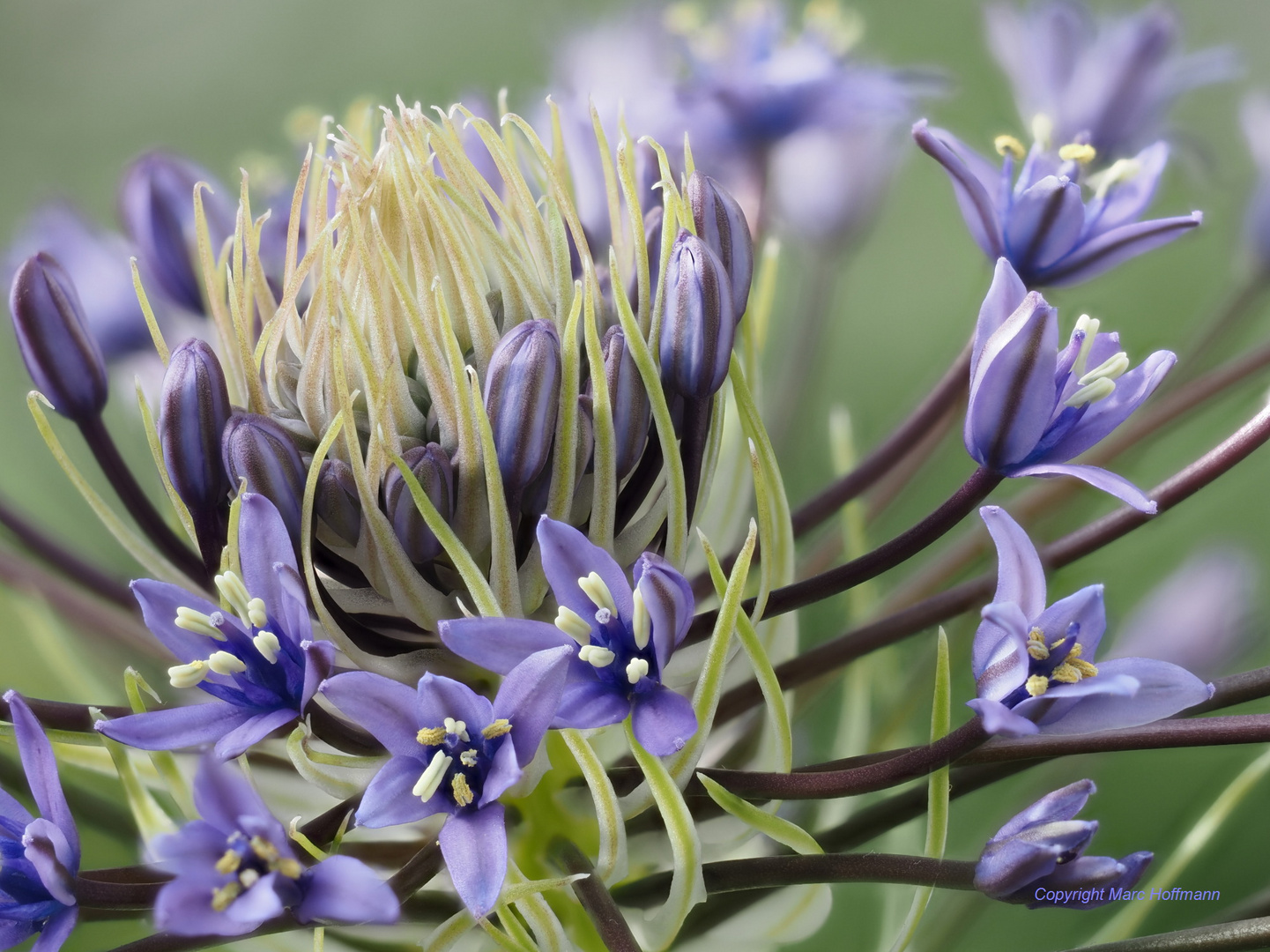 Scilla_peruviana