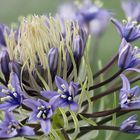 Scilla_peruviana