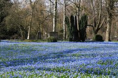 Scillas am Lindener Berg Hannover