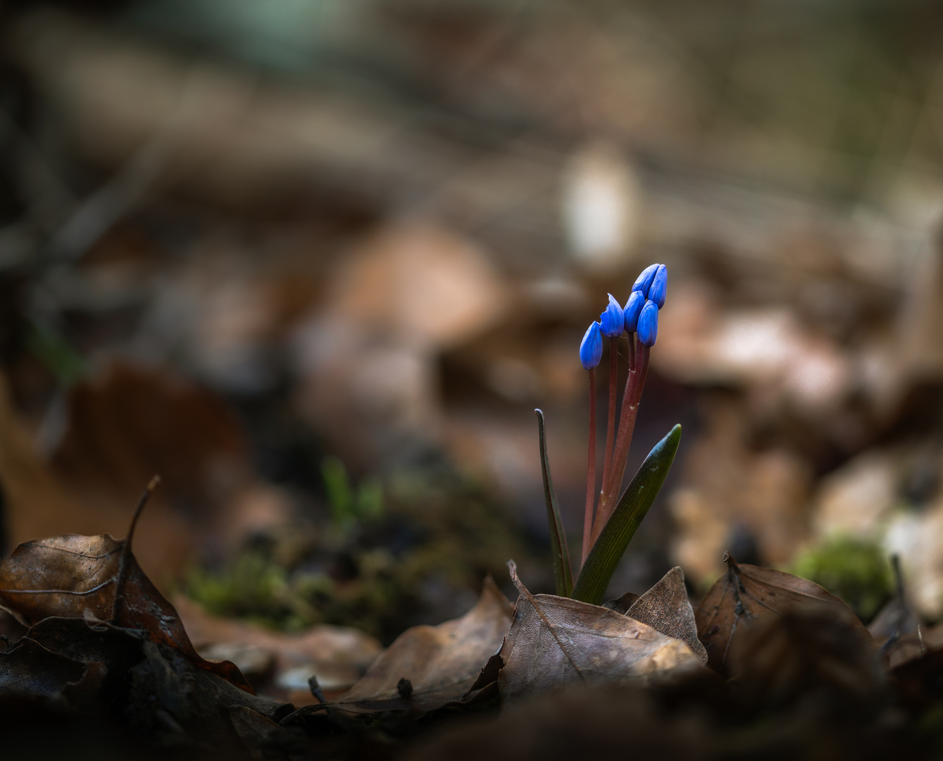 SCILLE A DEUX FEUILLES