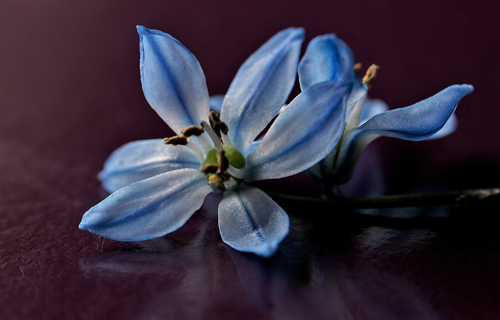 Scille de Sibérie (Othocallis siberica)