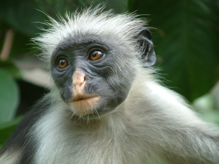 Scimmia rossa Foto Immagini animali, mammiferi allo stato libero, animali allo stato libero Scimmia rossa Foto Immagini animali, mammiferi allo stato libero, animali allo stato libero