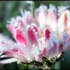 Scintillante sous le givre