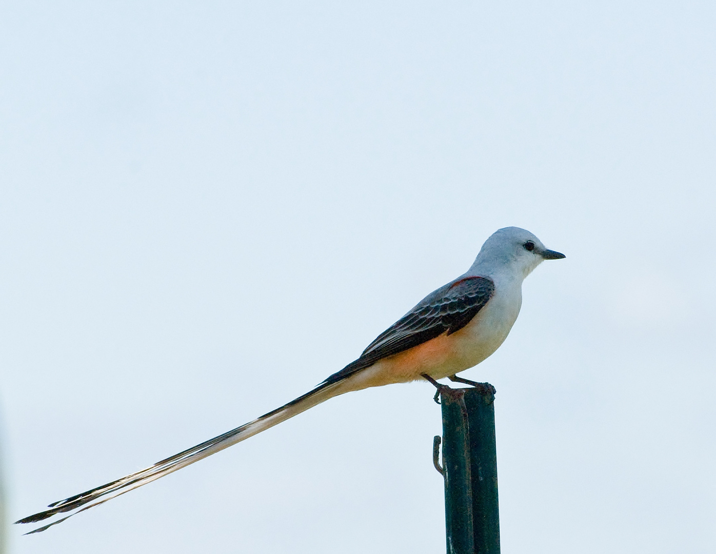 Scissor-tailed Flycatcher