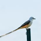 Scissor-tailed Flycatcher