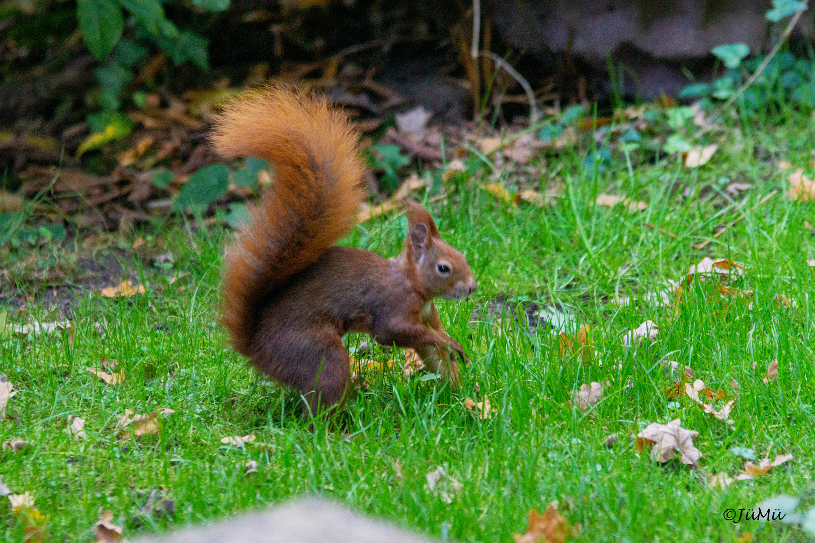 Sciurus (1)