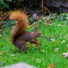 Sciurus (1)