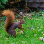 Sciurus (2)