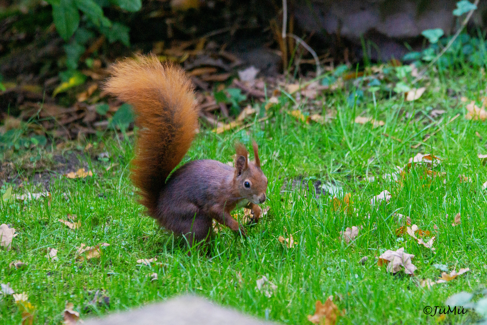 Sciurus (3)