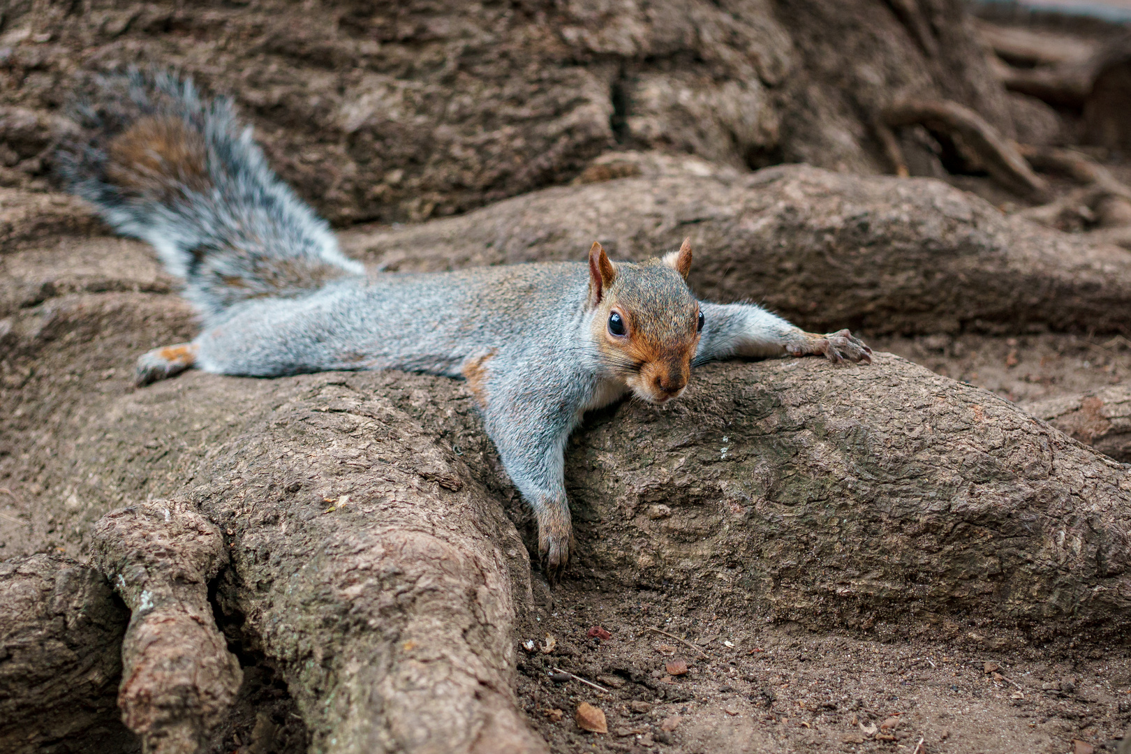 Sciurus carolinensis relaxare