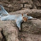 Sciurus carolinensis relaxare