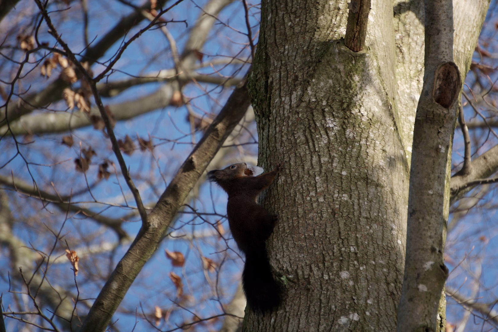 Sciurus