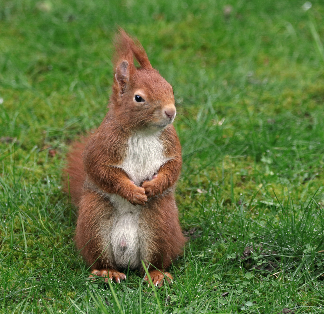 Sciurus Foto & Bild natur, tiere, wildlife Bilder auf