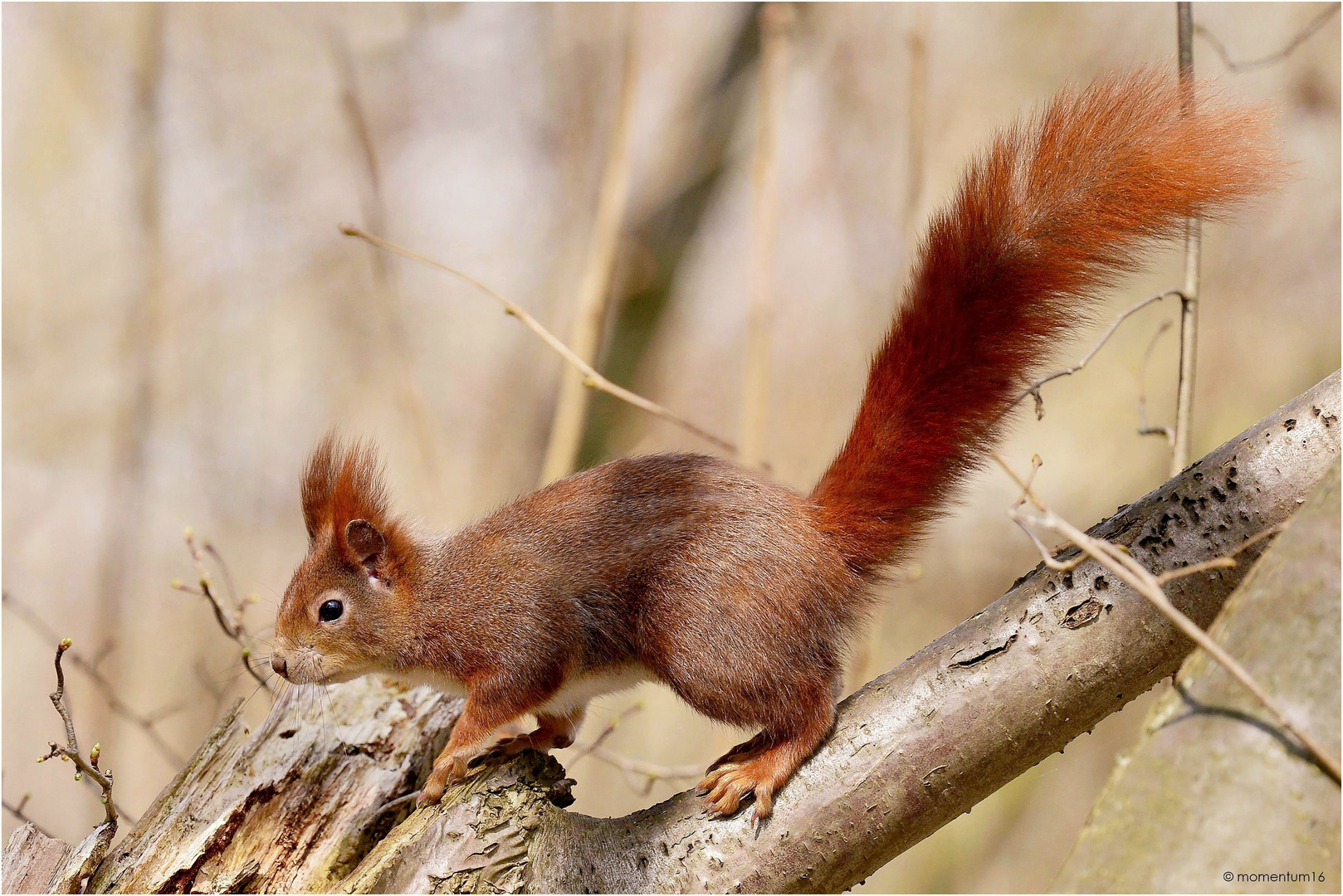 Sciurus - der sich mit dem Schwanz beschattende ...