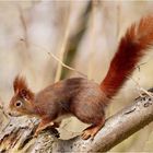 Sciurus - der sich mit dem Schwanz beschattende ...