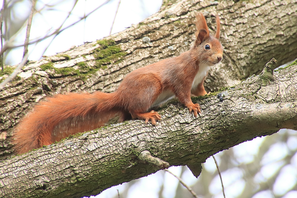 Sciurus - Eichhörnchen