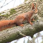 Sciurus - Eichhörnchen