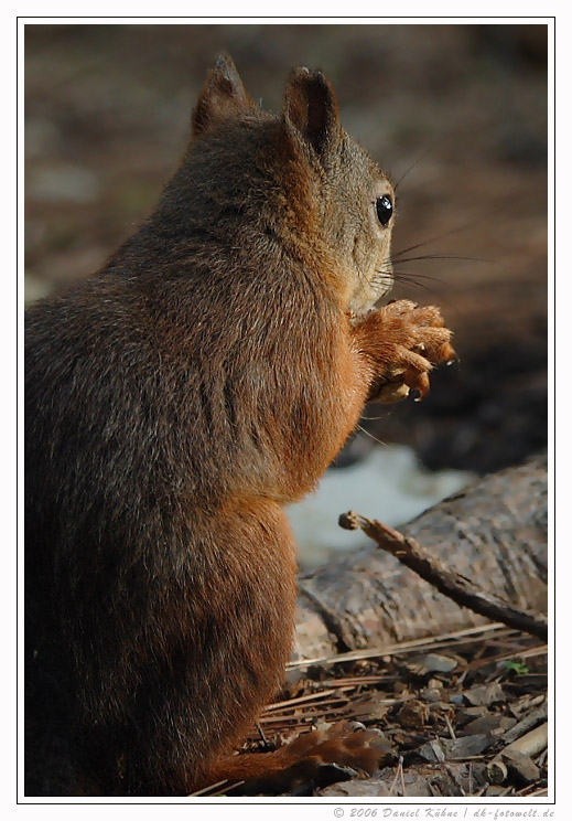 Sciurus