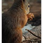 Sciurus