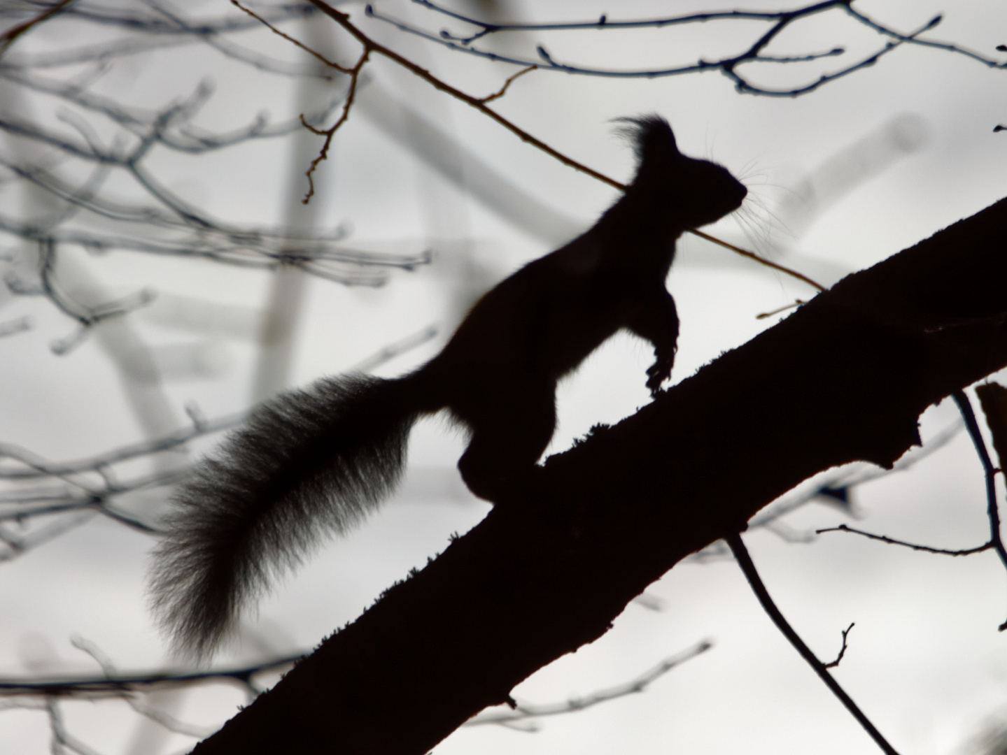 sciurus in the dark