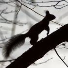 sciurus in the dark