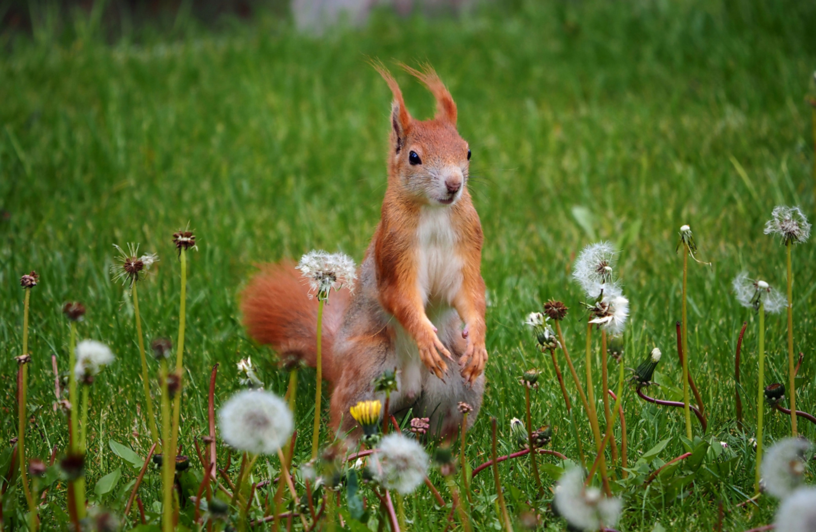 Sciurus vulgaris