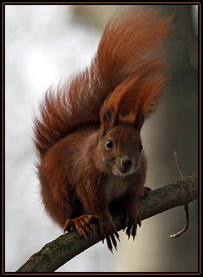 Sciurus vulgaris